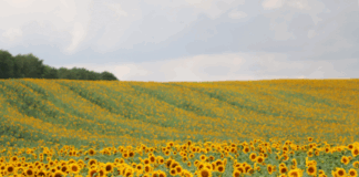 Atlanta Family Events Guide to August 2025