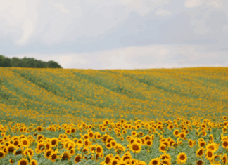 Atlanta Family Events Guide to August 2025