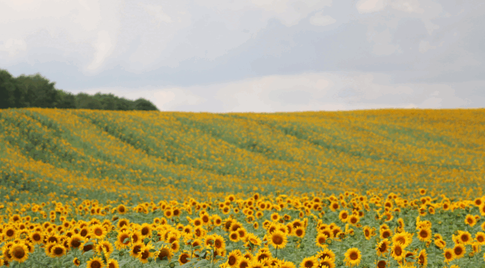 Atlanta Family Events Guide to August 2025