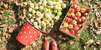 Fall Visit to Georgia's 'Apple Capital'