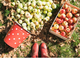 Fall Visit to Georgia's 'Apple Capital'