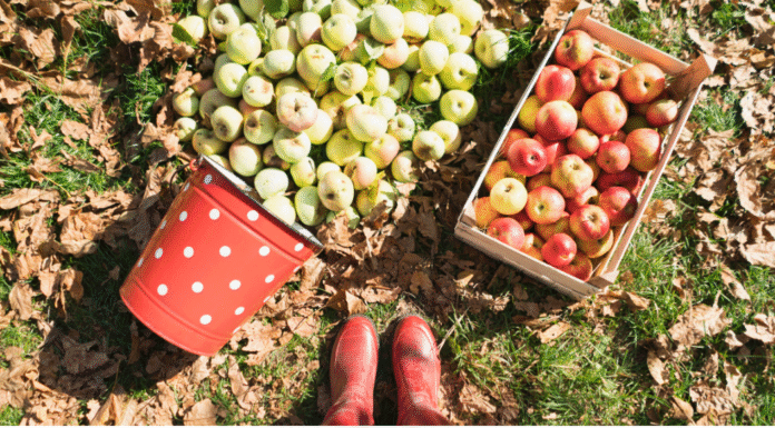 Fall Visit to Georgia's 'Apple Capital'