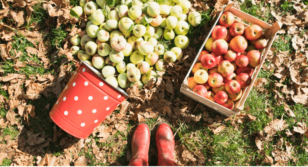 Fall Visit to Georgia's 'Apple Capital'