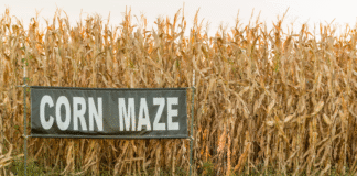 Fall Inspired Activities to do with Your Teen