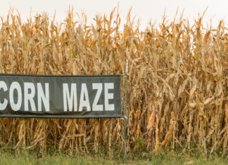 Fall Inspired Activities to do with Your Teen