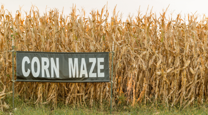 Fall Inspired Activities to do with Your Teen