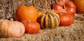 Atlanta Family Events Guide to November 2025