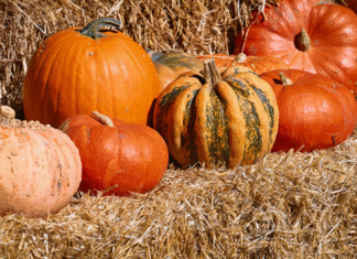 Atlanta Family Events Guide to November 2025