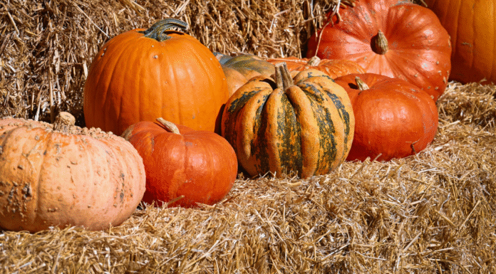 Atlanta Family Events Guide to November 2025