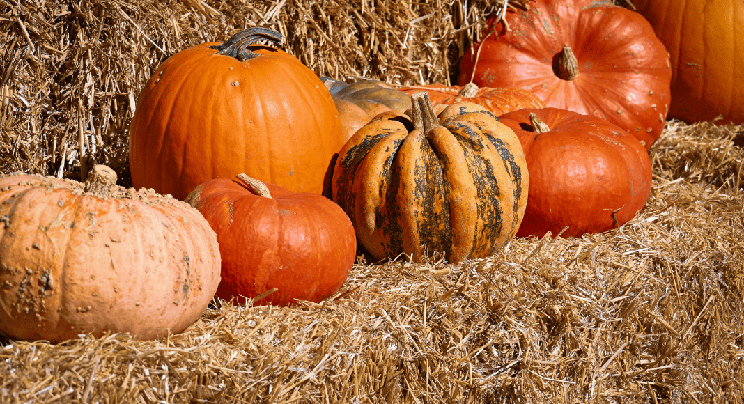 Atlanta Family Events Guide to November 2025