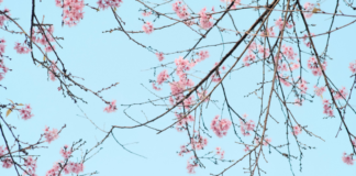 Atlanta Family Events Guide to April 2026