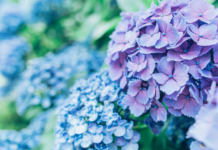 Atlanta Family Events Guide to June 2026