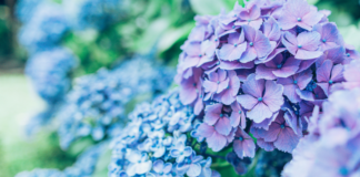 Atlanta Family Events Guide to June 2026